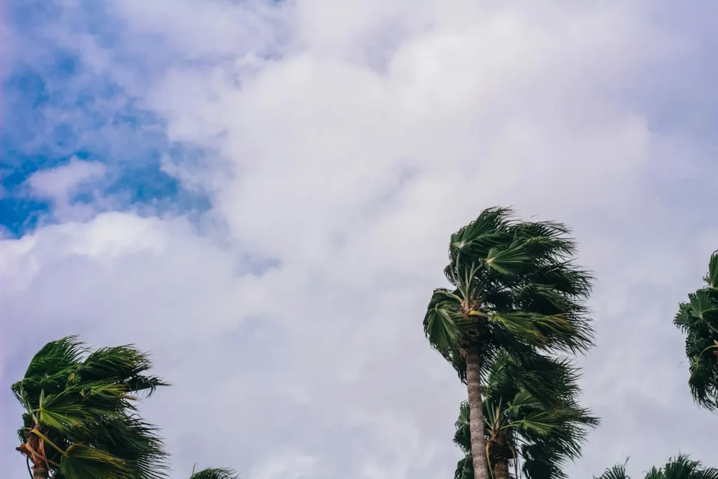 Palmeras sacudidas por vientos de tormenta